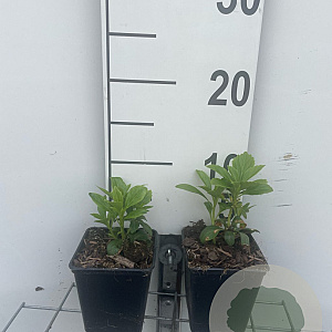 Pachysandra term. 'Green Carpet' GM P9