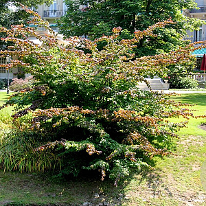 Parrotia persica 'Pendula' 200-225 cm container dia 100-120