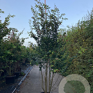 Parrotia persica 'Vanessa' 250-300 cm cont. 110L meerstammig