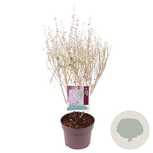 Perovskia atripl. 'Little Spire' 30-35 cm 3,0L