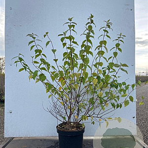 Philadelphus 'Belle Etoile' 60-80 cm 7,5L