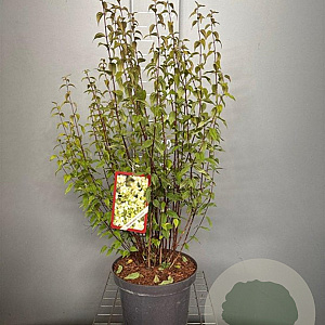 Philadelphus 'Lemoinei' 80-100 cm 7,5L