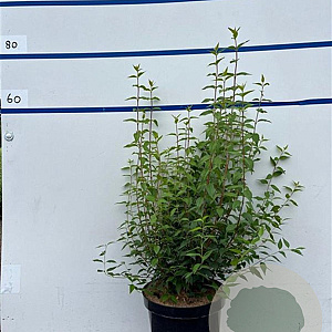 Philadelphus 'Lemoinei' 80-100 cm 7,5L