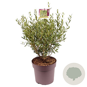 Phillyrea angustifolia 40-60 cm 10L