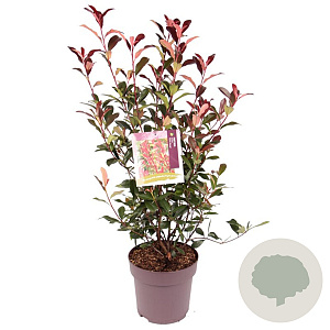 Photinia fraseri 'Carré Rouge' 70-80 cm 10L