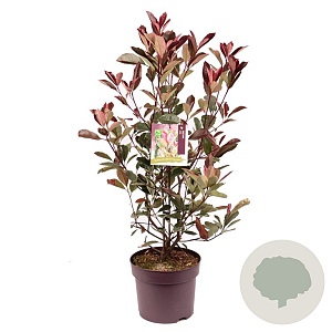 Photinia fraseri Louise 60 cm 7,5L