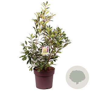 Photinia fraseri 'Red Robin' 100-125 cm 20L