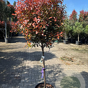 Photinia fraseri 'Robusta Compacta' 60-70 cm container bol