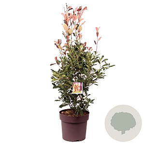 Photinia fraseri Thin Red 100-125 cm 20L