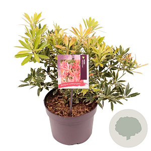 Pieris 'Flaming Silver' 20 cm 2,0L