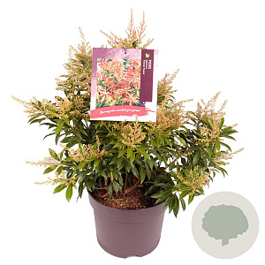 Pieris 'Forest Flame' 40-50 cm 7,5L