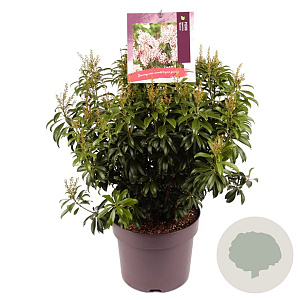 Pieris japonica 'Bonfire' 40-50 cm 7,5L