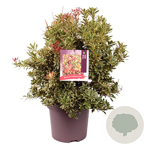 Pieris jap. 'Carnaval' 50-60 cm 13L