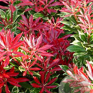 Pieris jap. 'Carnaval' 50-60 cm 20L