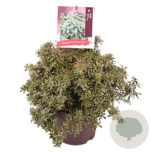Pieris jap. 'Little Heath' 30-40 cm 7,5L