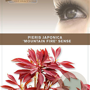 Pieris jap. 'Mountain Fire' 25-30 cm 3,0L