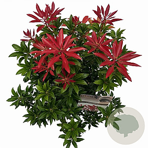 Pieris jap. 'Mountain Fire' 25-30 cm 3,0L