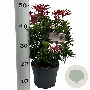 Pieris jap. 'Mountain Fire' 25-30 cm 3,0L