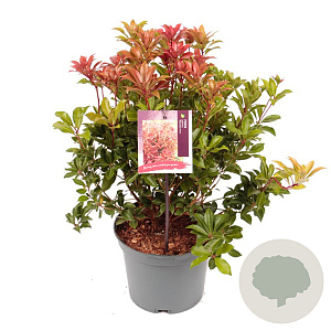 Pieris jap. 'Mountain Fire' 25-30 cm 3,0L