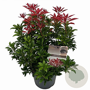Pieris jap. 'Mountain Fire' 25-30 cm 3,0L