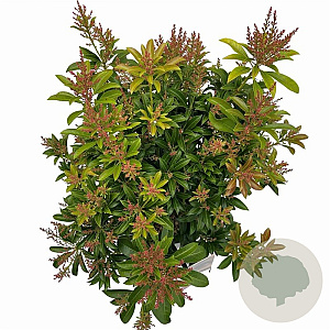 Pieris jap. 'Passion' 25-30 cm 3,0L