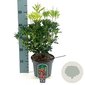 Pieris jap. 'Passion' 25-30 cm 3,0L