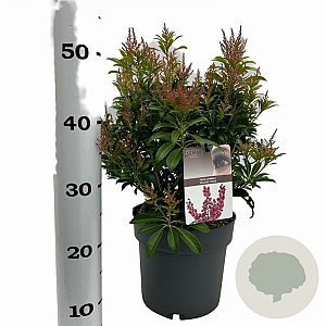 Pieris jap. 'Passion' 25-30 cm 3,0L