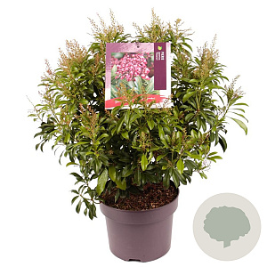 Pieris jap. 'Passion' 40 cm 5,0L