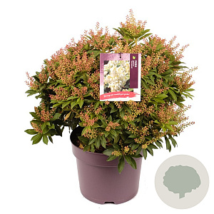 Pieris jap. 'Sarabande' 35-40 cm 7,5L