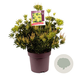 Pieris jap. 'Sinfonia' 50-60 cm 13L