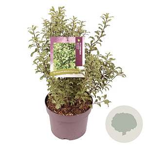 Pittosporum t. 'Penmarch' 30-40 cm 3,0L
