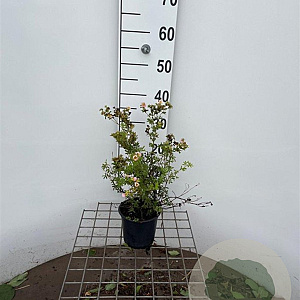 Potentilla f. 'New Dawn' 30-40 cm C1.3