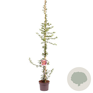 Pyracantha 'Orange Glow' 125-150 cm 7,5L Gestokt