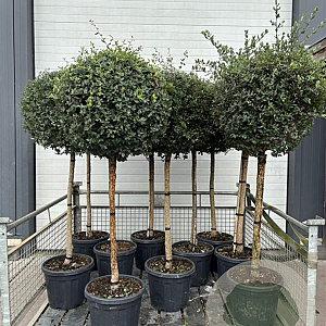 Quercus suber halfstam 35L
