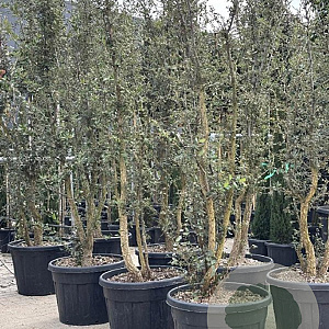 Quercus suber 250-300 cm cont. 130L meerstammig