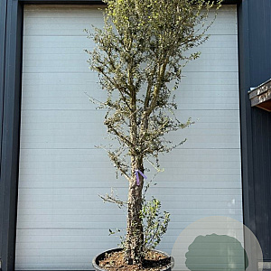 Quercus suber 350-400 cm container solitair 2-3 tak