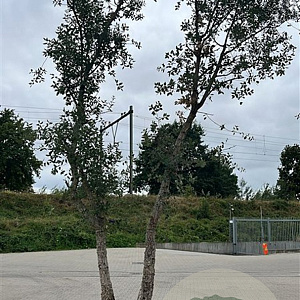 Quercus suber 450-500 cm container meerstammig