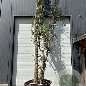 Quercus suber 450-500 cm container meerstammig
