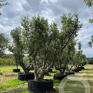 Quercus suber GM container solitair