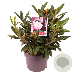 Rhododendron (Y) 'Carol. Allbrook' 25-30 cm 5,0L