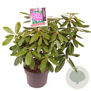 Rhododendron 'Catawb. Boursault' 30-40 cm 5,0L