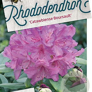 Rhododendron 'Catawb. Boursault' 30-40 cm 5,0L