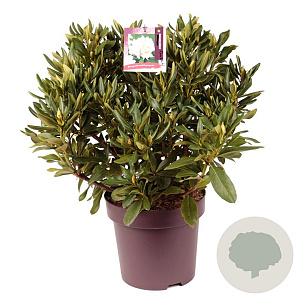 Rhododendron 'Cunningham's White' 50-60 cm 13L