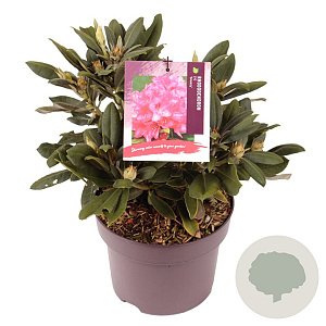 Rhododendron (Y) 'Sneezy' 25-30 cm 5,0L
