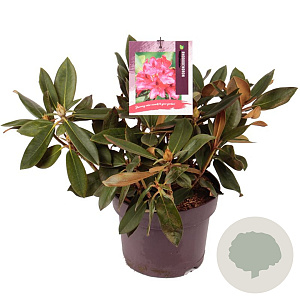 Rhododendron 'Vollblut' 30-40 cm 5,0L