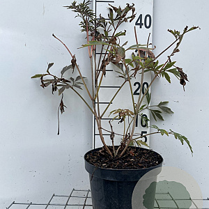 Sambucus nigra Black Lace 40-50 cm 3,0L