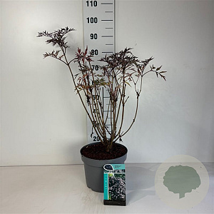 Sambucus nigra Black Lace 50-60 cm 10L
