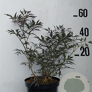Sambucus nigra Black Lace 50-60 cm 10L