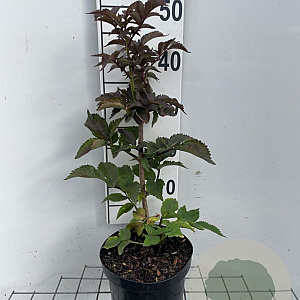 Sambucus nigra Black Tower 40-50 cm 3,0L