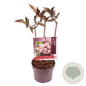 Sambucus nigra Black Tower 40-50 cm 3,0L